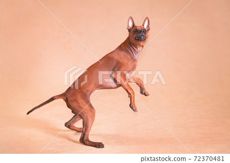 Thai Ridgeback red-haired dog on a red background walks on its hind legs 72370481
