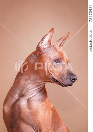 Portrait of a red dog Thai ridgeback breed on a red background Portrait of a red dog Thai ridgeback breed on a red background 72370483