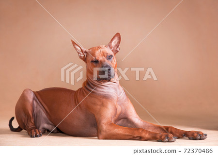 red dog Thai ridgeback breed lies on a red background and winks red dog Thai ridgeback breed lies on a red background and winks 72370486