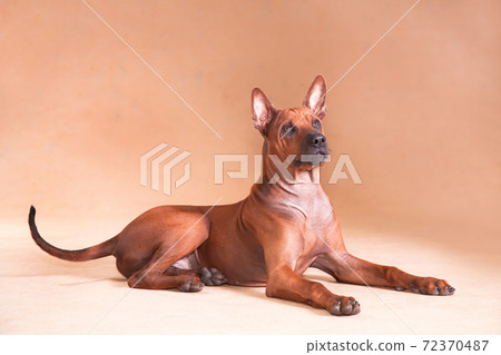 red dog Thai ridgeback breed lies on a red background red dog Thai ridgeback breed lies on a red background 72370487