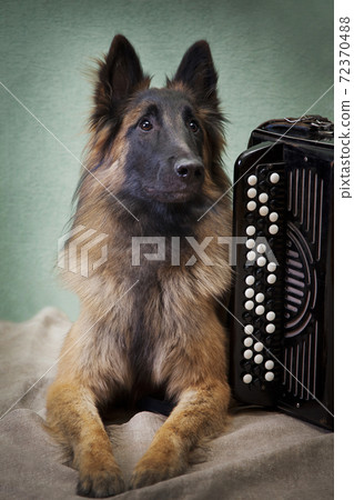 Tervuren dog next to the button accordion in the room Tervuren dog next to the button accordion in the room 72370488