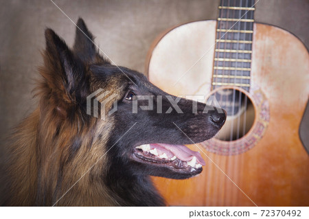 Red dog Tervuren next to a guitar Red dog Tervuren next to a guitar 72370492