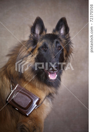 Red dog Tervuren with a camera on his neck Red dog Tervuren with a camera on his neck 72370508