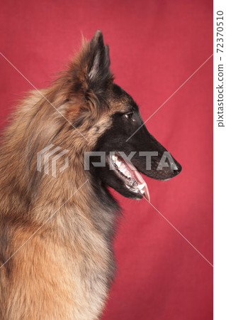 Portrait of a red-haired Tervuren dog on a red background Portrait of a red-haired Tervuren dog on a red background 72370510