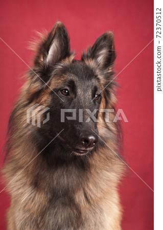 Portrait of a red-haired Tervuren dog on a red background Portrait of a red-haired Tervuren dog on a red background 72370512