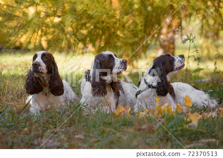 Three springer spaniels in autumn 72370513