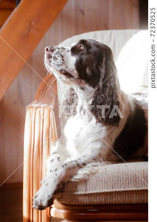 Springer spaniel dog in sunbeams Springer spaniel dog in sunbeams 72370525