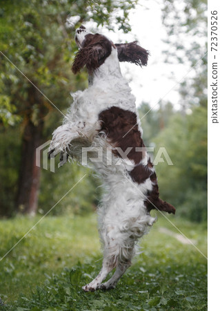 Flying eared dog in summer 72370526