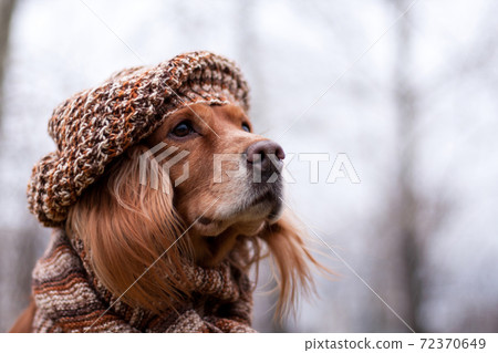 Red-haired spaniel dog in a hat in autumn 72370649