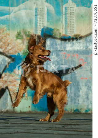 Spaniel dog jumping on graffiti background 72370651