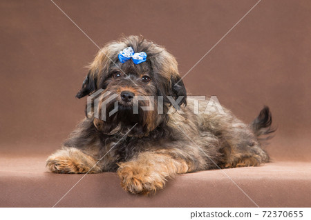 Red-haired Russian colored lapdog lies on a brown background Red-haired Russian colored lapdog lies on a brown background 72370655