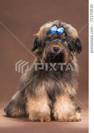 Redhead Russian colored lapdog sits on brown background Redhead Russian colored lapdog sits on brown background 72370656