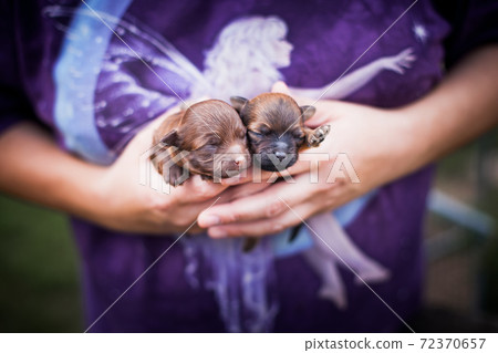 Two tiny puppies in hands on a background of fairies Two tiny puppies in hands on a background of fairies 72370657