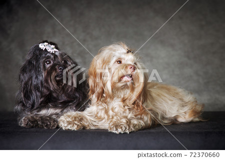 Two curly little dogs Russian colored lapdog lie 72370660