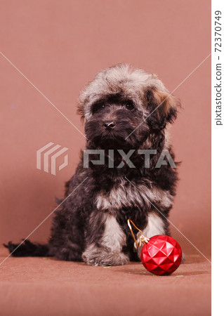 Puppy with a Christmas ball on a brown background 72370749