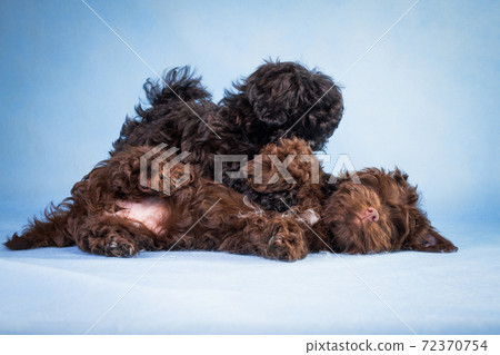 Two puppies are playing and lying around 72370754