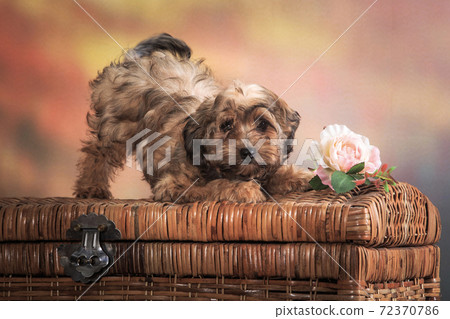 Guardian puppy ready to fight for a mysterious chest Guardian puppy ready to fight for a mysterious chest 72370786