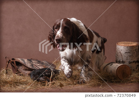 Springer Spaniel aspiring dog Springer Spaniel aspiring dog 72370849