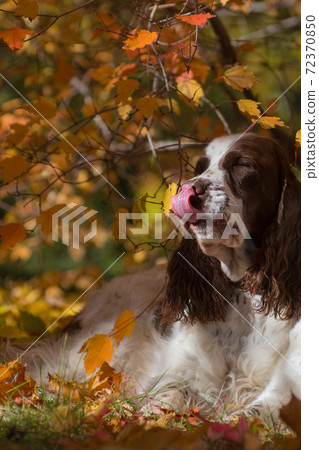 Tongue-licking dog in autumn Tongue-licking dog in autumn 72370850