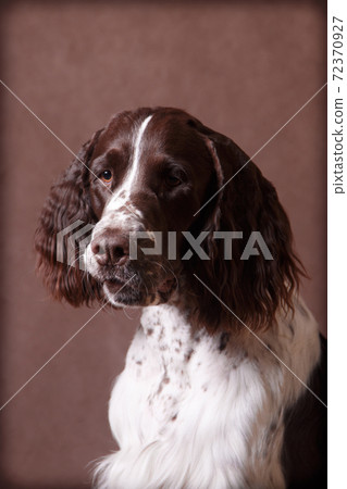 Springer spaniel portrait on a brown background Springer spaniel portrait on a brown background 72370927