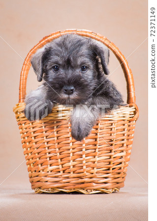 Miniature schnauzer puppy in a basket on a beige background Miniature schnauzer puppy in a basket on a beige background 72371149