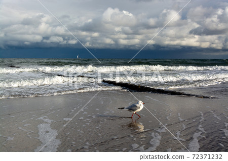 Gull at the Baltic Sea, Germany Gull at the Baltic Sea, Germany 72371232