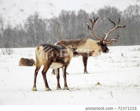 Rendeer in Norway Rendeer in Norway 72371258