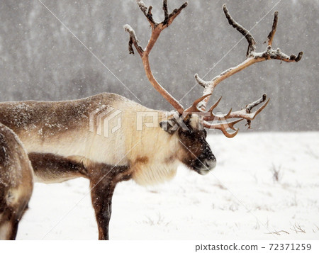 Rendeer in Norway Rendeer in Norway 72371259