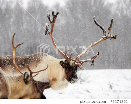 Rendeer in Norway Rendeer in Norway 72371261