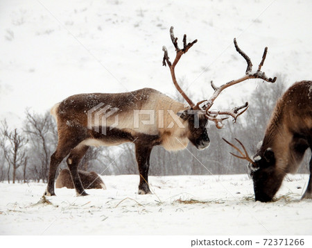 Rendeer in Norway Rendeer in Norway 72371266