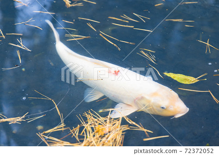 Nishikigoi Urabandai Five Colored Lakes At Bishamon Swamp in Autumn 72372052