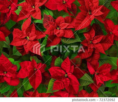 Red poinsettia Christmas flowers seamless pattern Red poinsettia Christmas flowers seamless pattern 72372092