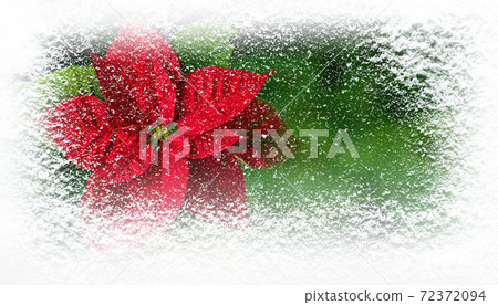 Flor de Pascua or Poinsettia flower in winter covered with snowfall greating card 72372094