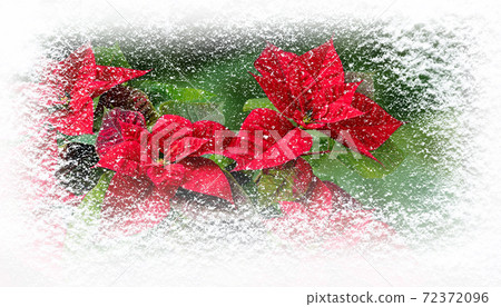 Poinsettia flowers or Flor de Pascua in winter covered with snowfall greating card 72372096