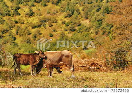 Summer mountain landscape with cow and calf. Summer mountain landscape with cow and calf. 72372436