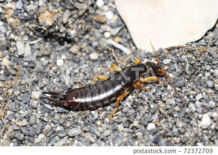 Hamabe beetle 72372709