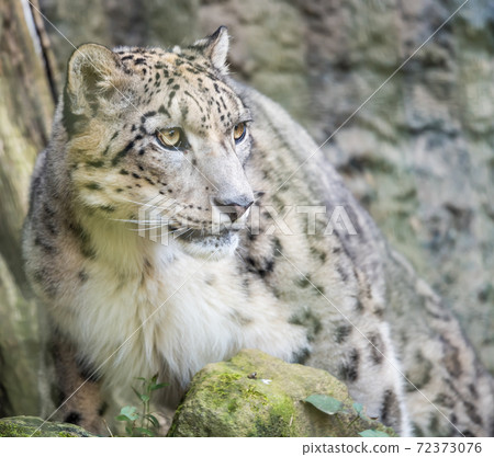 [Snow leopard in Tama Zoological Park] 72373076
