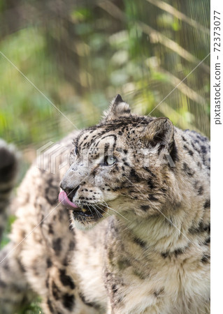 [多摩動物園公園的雪姬] 72373077