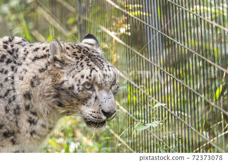 [多摩動物園公園的雪姬] 72373078