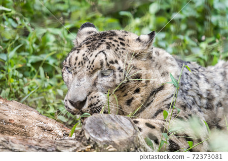 [多摩動物園公園的雪姬] 72373081