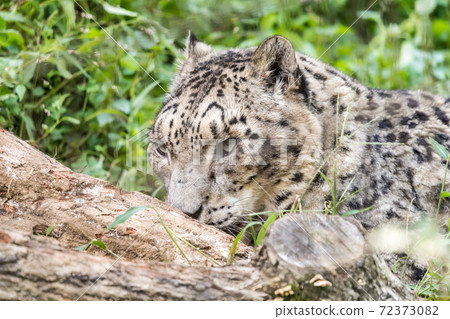 [多摩動物園公園的雪姬] 72373082