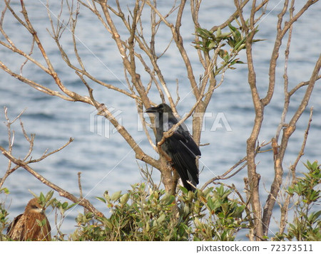 Black kite and Jungle Crow 72373511