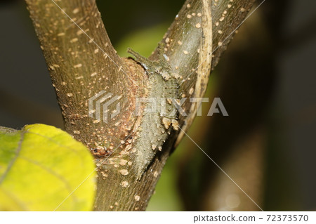 Larva of Hestina assimilis mimicking the branch of Enoki 72373570