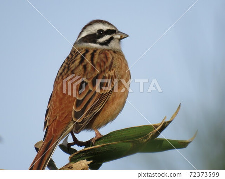 Stick to the branches 72373599