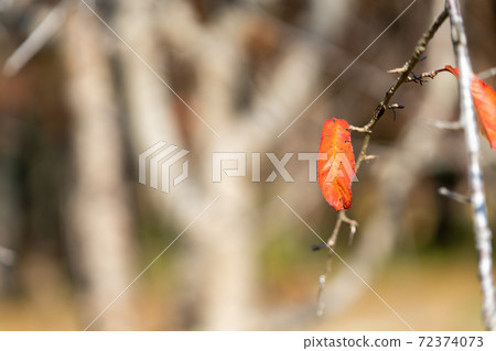 Leaves left on the branches 72374073