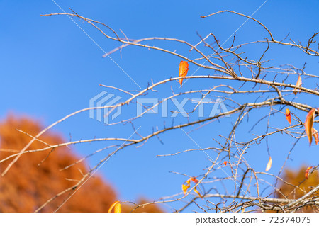 Leaves left on the branches Leaves left on the branches 72374075