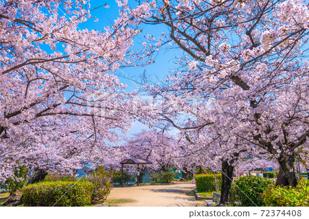 Cherry blossoms in full bloom at Sakura Park in Hirakata City 72374408