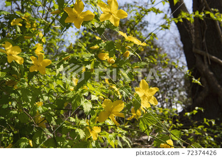 上一個Yamabuki 72374426