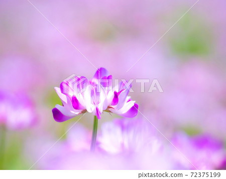 Lenge field 72375199