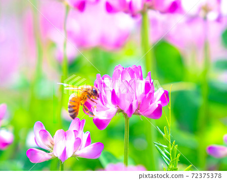 Bees and astragalus fields 72375378